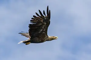 Hawks Prints: Picture No. 11992452