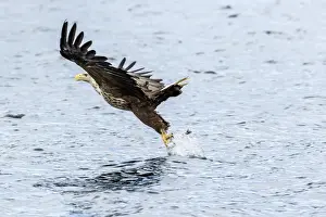 Hawks Prints: Picture No. 11992456