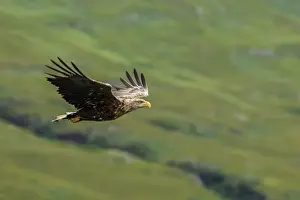 Hawks Prints: Picture No. 11992457