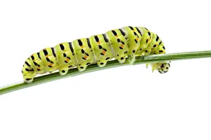Caterpillars Prints: Picture No. 11992459
