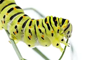 Caterpillars Prints: Picture No. 11992461