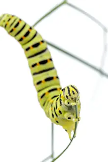 Caterpillars Prints: Picture No. 11992462