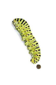 Caterpillars Prints: Picture No. 11992463