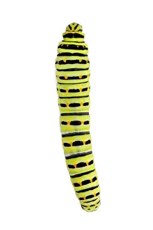 Caterpillars Prints: Picture No. 11992464