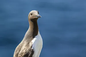 Guillemot Collection: Picture No. 11992468