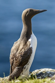 Guillemot Collection: Picture No. 11992469