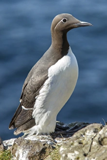 Guillemot Collection: Picture No. 11992470