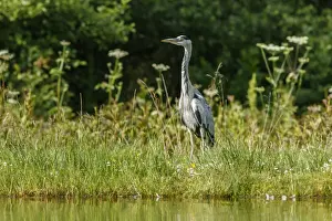 Herons Prints: Picture No. 11992472