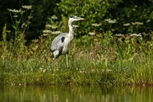 Herons Prints: Picture No. 11992473