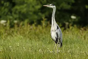 Herons Prints: Picture No. 11992474