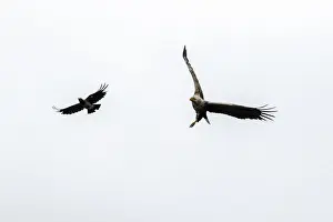 Hunt Prints: Picture No. 11992476