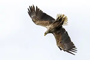 Hunt Prints: Picture No. 11992477