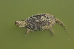 Turtles Prints: Picture No. 11992484