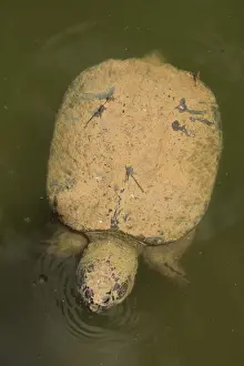 Turtles Prints: Picture No. 11992488