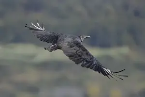 Vultures Prints: Picture No. 11992496