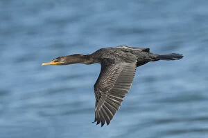 Phalacrocorax Collection: Picture No. 11992501