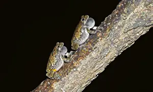 Toad Prints: Picture No. 11992510