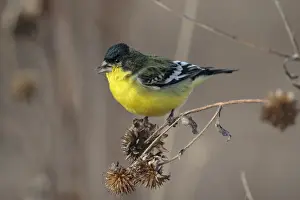 Finch Prints: Picture No. 11992514