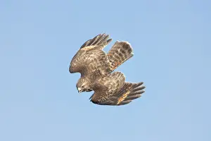 Buteo Prints: Picture No. 11992520