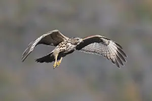 Hawk Prints: Picture No. 11992522