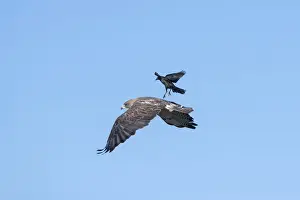 Hawks Prints: Picture No. 11992540