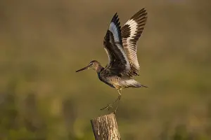 Shorebird Prints: Picture No. 11992547
