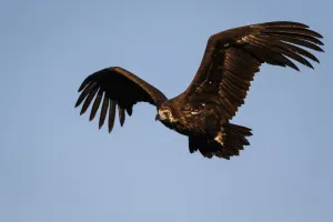 In Flight Prints: Picture No. 11992664