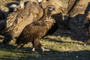 Vultures Prints: Picture No. 11992665