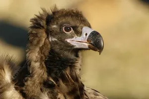 Vultures Prints: Picture No. 11992667