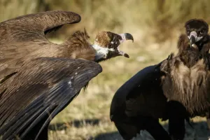 Vultures Prints: Picture No. 11992669