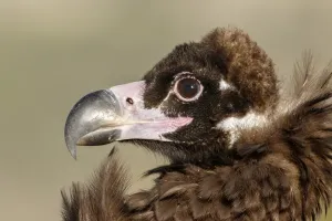 Vultures Prints: Picture No. 11992670