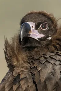 Vultures Prints: Picture No. 11992671