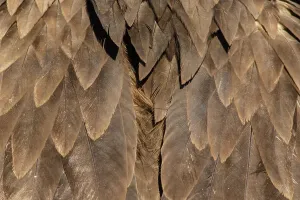 Vultures Prints: Picture No. 11992672