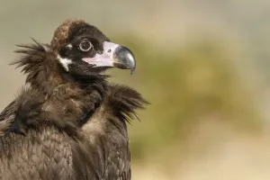 Vultures Prints: Picture No. 11992675