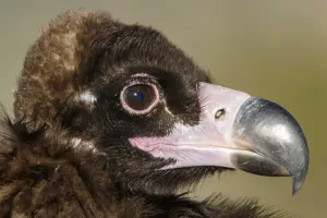 Vultures Prints: Picture No. 11992677