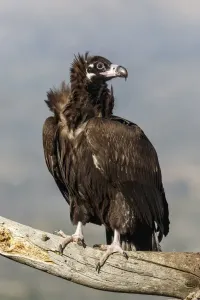 Vultures Prints: Picture No. 11992678