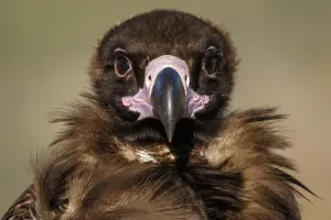 Vultures Prints: Picture No. 11992680