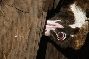Vultures Prints: Picture No. 11992681