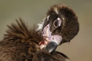 Vultures Prints: Picture No. 11992682
