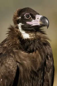 Vultures Prints: Picture No. 11992684
