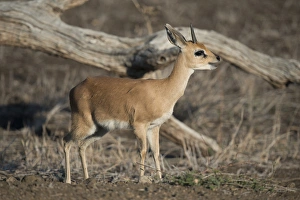 Steenboks Collection: Picture No. 11992698