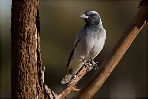 Community Prints: Picture No. 11992714