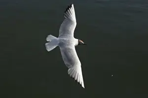 Gulls Prints: Picture No. 11992718