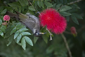 Honeyeater Collection: Picture No. 11992724