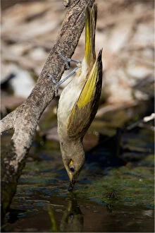 Honeyeater Collection: Picture No. 11992726