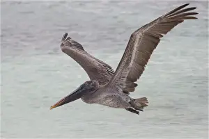Pelicans Prints: Picture No. 11992729