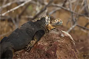 Iguanas Prints: Picture No. 11992749