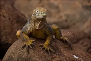 Iguanas Prints: Picture No. 11992751