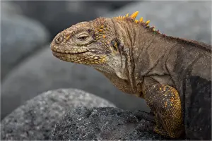 Iguanas Prints: Picture No. 11992752