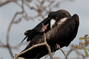 Picture No. 11992758